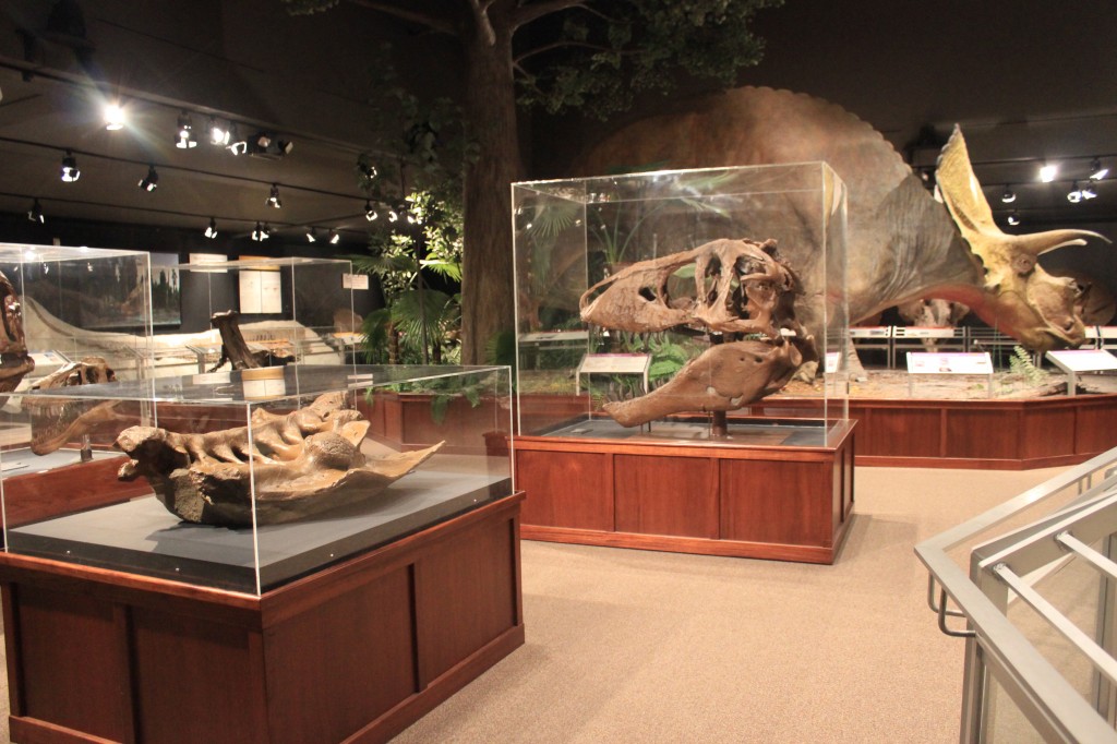 Dinosaur fossils in the Hall of Horns and Teeth