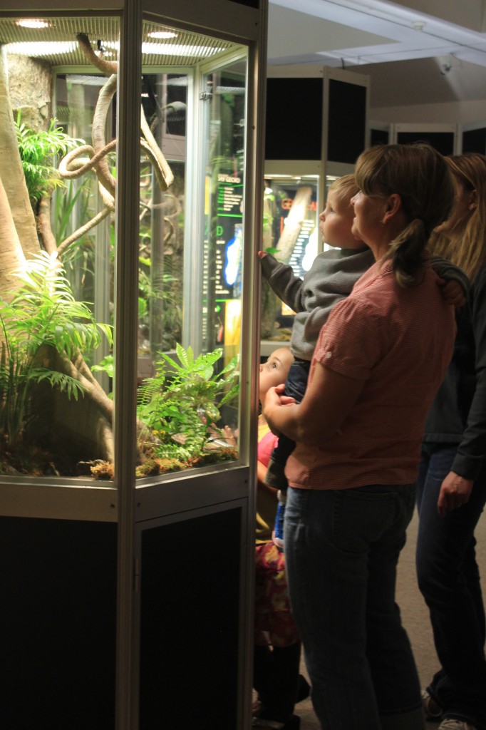 Awe-stricken child at the Gecko exhibit